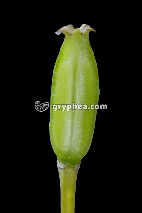 Tulipe - Fruit jeune en CL montrant les ovules - gryphea.com